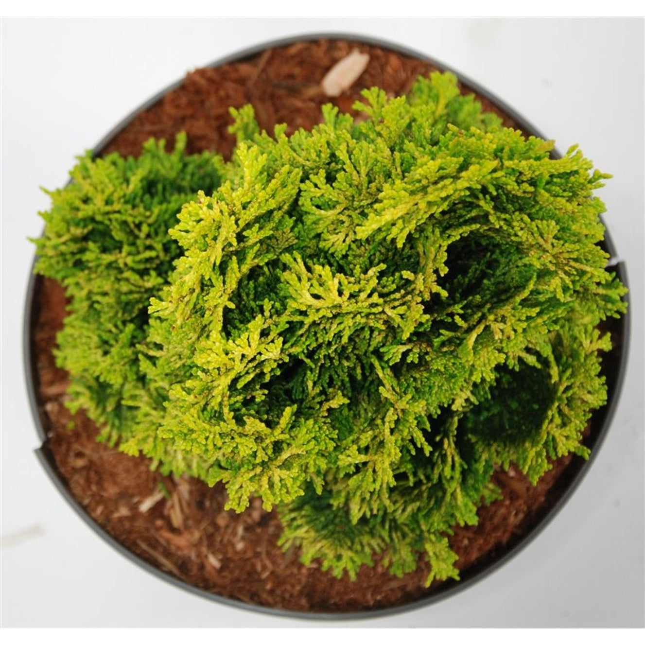 Ädelcypress – Chamaecyparis obtusa 'Aurora' - C5 25-30 CM